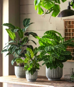 Korbmarante - Calathea 'Misto' -Wurzel Herz Verkaufsgeschäft 6781553 6781561 6781579 WE MO 001 TopfCalWeissGrau