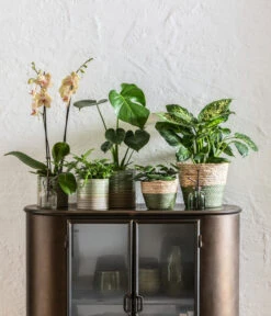 Dieffenbachie - Dieffenbachia Seguine Compacta -Wurzel Herz Verkaufsgeschäft 6842892 6735286 6842892 6842900 WE MO 001 KorbPhilGruen