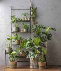 Fensterblatt - Monstera Deliciosa -Wurzel Herz Verkaufsgeschäft 6924559 6904957 6924559 WE MO 001 Monstera 1