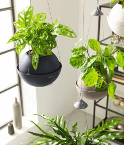 LECHUZA® BOLA Color, All-in-One Set -Wurzel Herz Verkaufsgeschäft 6938724 6938708 6938732 6938815 6938807 6938823 WE MO 004 BolaColor