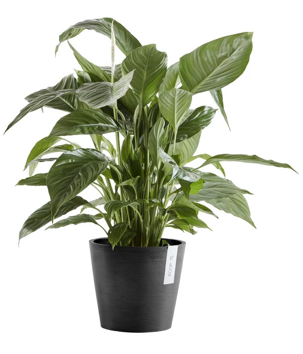 Ecopots Kunststoff-Topf Amsterdam Mit Wassersystem, Rund 2 Ecopots Kunststoff-Topf Amsterdam Mit Wassersystem, Rund – Bild 2