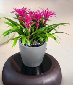 LECHUZA® CLASSICO LS, All-in-One-Set -Wurzel Herz Verkaufsgeschäft 6962112 WE MO 02 LechuzaCLASSICOPremiumSilber