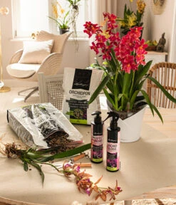 LECHUZA® ORCHIDEA, All-in-One Set, Ca. Ø18/H20 Cm -Wurzel Herz Verkaufsgeschäft 6963375 4191078 4312518 WE FS 26 OrchideaWeiss LechuzaOrchidpon DisplDuenngerOrchi