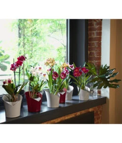 LECHUZA® ORCHIDEA, All-in-One Set, Ca. Ø18/H20 Cm -Wurzel Herz Verkaufsgeschäft 6963375 6963383 6963391 WE MO 03 ORCHIDEAWeissAnthraRot