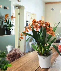 LECHUZA® ORCHIDEA, All-in-One Set, Ca. Ø18/H20 Cm -Wurzel Herz Verkaufsgeschäft 6963375 6963383 WE MO 02 ORCHIDEAWeissAnthra