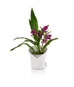 LECHUZA® ORCHIDEA, All-in-One Set, Ca. Ø18/H20 Cm -Wurzel Herz Verkaufsgeschäft 6963375 PR FS 25 ORCHIDEAWeiss