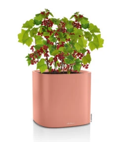 LECHUZA® Kunststoff-Topf Pila Color Planter, Rund, Ca. Ø35/H33 Cm -Wurzel Herz Verkaufsgeschäft 6963664 WE FS 002 LechuzaKunststoffTopfPilaColorPlanterrund