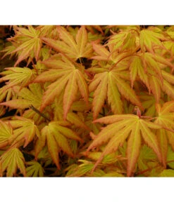 Fächerahorn 'Orange Dream' -Wurzel Herz Verkaufsgeschäft 7007016 WE DE 002 AcerAhornOrangeDreamAllgreen