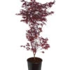 Roter Fächerahorn 'Bloodgood'