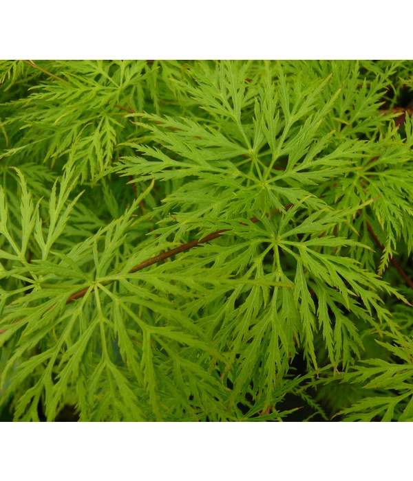 Japanischer Fächerahorn 'Emerald Lace' 2 Japanischer Fächerahorn 'Emerald Lace' – Bild 2