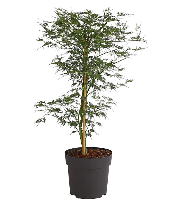 Japanischer Fächerahorn 'Emerald Lace' 1 Japanischer Fächerahorn 'Emerald Lace'