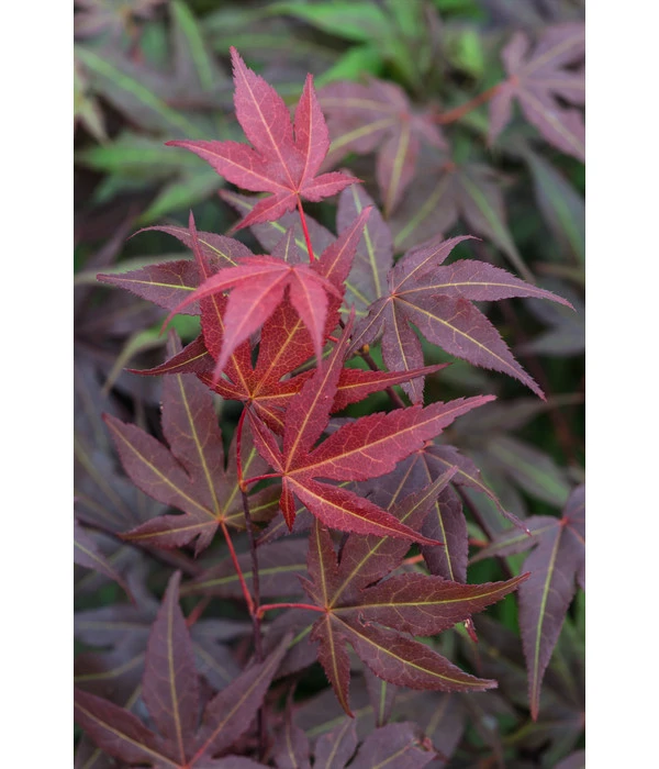 Roter Fächerahorn 'Atropurpureum' 4 Roter Fächerahorn 'Atropurpureum' – Bild 4
