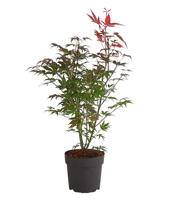 Roter Fächerahorn 'Atropurpureum' 1 Roter Fächerahorn 'Atropurpureum'