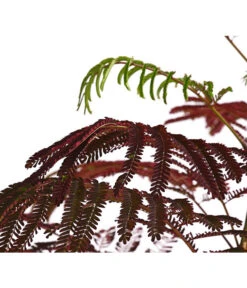 Seidenbaum - Seidenakazie 'Summer Chocolate' -Wurzel Herz Verkaufsgeschäft 7037963 PR DE 001 SchlafbaumAlbiziaSummerChocolate3LDehnerExpressHerzig