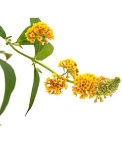 Gelber Sommerflieder -Wurzel Herz Verkaufsgeschäft 7078199 WE DE 001 BuddlejaGelbSommerflieder3LDehnerExpressHerzig