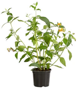 Wurzel Herz Verkaufsgeschäft -Wurzel Herz Verkaufsgeschäft 7078199 WE FS 001 BuddlejaGelbSommerflieder3LDehnerExpressHerzig