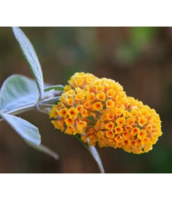 Wurzel Herz Verkaufsgeschäft 34 Gelber Sommerflieder