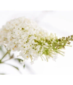 Sommerflieder -Wurzel Herz Verkaufsgeschäft 7080179 WE DE 001 BuddlejaDavWeissDehnerExpressZS