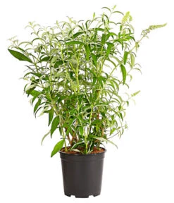 Sommerflieder -Wurzel Herz Verkaufsgeschäft 7080179 WE FS 001 BuddlejaHybrideWeisseSorteSommerflieder6 5LDehnerExpressHerzig