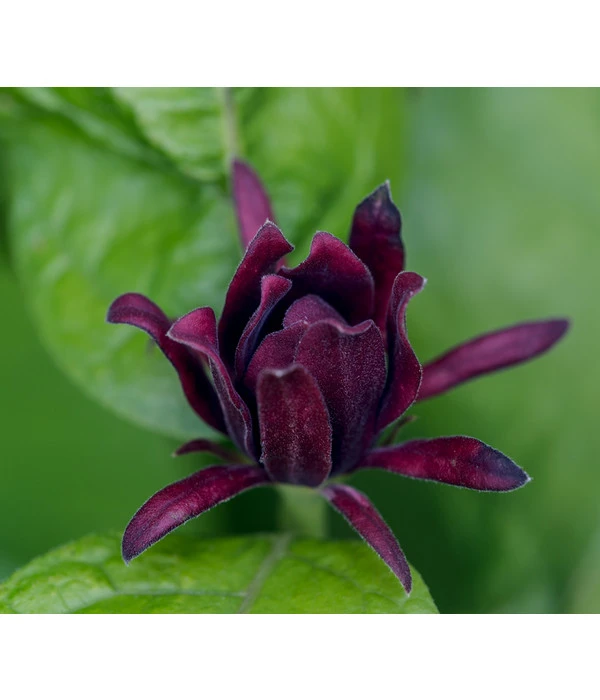 Roter Gewürzstrauch 1 Roter Gewürzstrauch