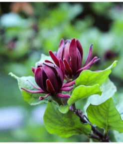 Roter Gewürzstrauch 7 Roter Gewürzstrauch -Wurzel Herz Verkaufsgeschäft 7085632 WE DE 001 CalycanthusGewuerzstrauchPixabay