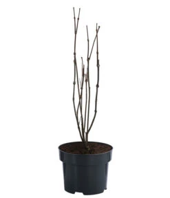 Roter Gewürzstrauch 6 Roter Gewürzstrauch -Wurzel Herz Verkaufsgeschäft 7085632 WE FS 001 CalycanthusFloridusGewuerzstrauch3L