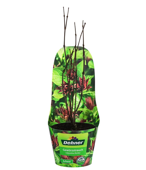 Roter Gewürzstrauch 2 Roter Gewürzstrauch – Bild 2