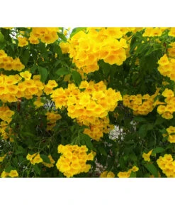 Gelbe Trompetenblume 'Flava'