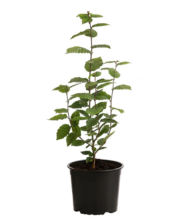 2-3 Meter Hainbuche, 10 X Ca. 50-60 Cm 2 2-3 Meter Hainbuche, 10 X Ca. 50-60 Cm – Bild 2