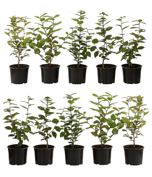 2-3 Meter Hainbuche, 10 X Ca. 50-60 Cm 1 2-3 Meter Hainbuche, 10 X Ca. 50-60 Cm