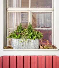 Efeu, Grün -Wurzel Herz Verkaufsgeschäft 7107303 WE MO 001 ScheinzypresseChamaecyparislawsonianaEfeu