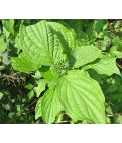 Gelbholz-Hartriegel 'Flaviramea'