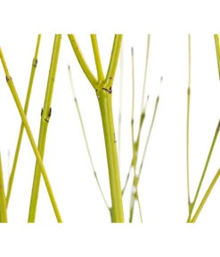 Gelbholz-Hartriegel 'Flaviramea' -Wurzel Herz Verkaufsgeschäft 7136815 WE DE 001 CornusStoloniferaFlavirameaGelbholzHartriegel