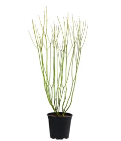 Gelbholz-Hartriegel 'Flaviramea' -Wurzel Herz Verkaufsgeschäft 7136815 WE FS 003 CornusStoloniferaFlavirameaGelbholzHartriegel