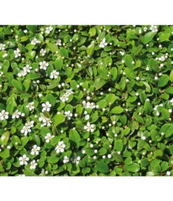 Zwergmispel 'Frieders Evergreen' 5 Zwergmispel 'Frieders Evergreen' -Wurzel Herz Verkaufsgeschäft 7144538 BildD 001 ZwergmispelFriedersEvergreenCotFriedEvergreen