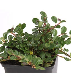 Zwergmispel 'Frieders Evergreen' 4 Zwergmispel 'Frieders Evergreen' -Wurzel Herz Verkaufsgeschäft 7144538 WE DE 003 CotoneasterZwergmispelFriedersEvergreen9CDehnerExpressHerzig