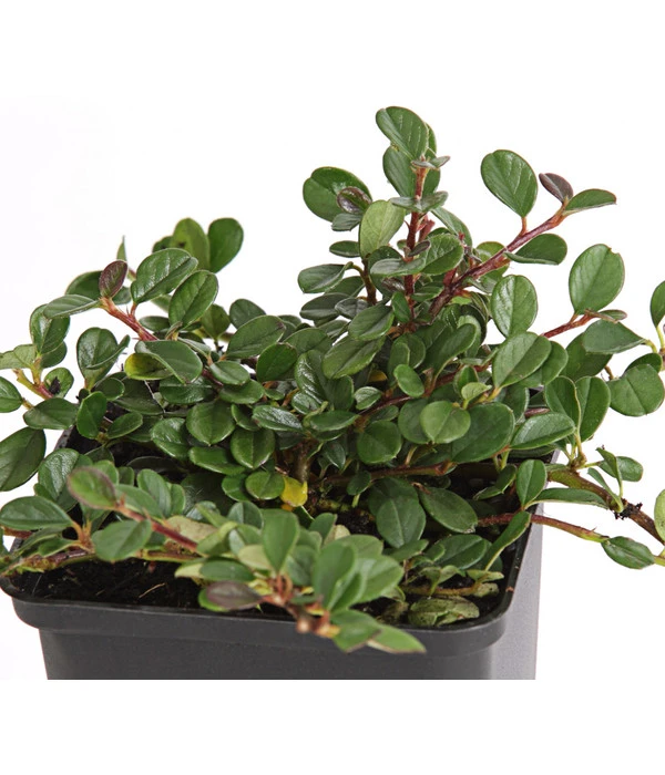 Zwergmispel 'Frieders Evergreen' 2 Zwergmispel 'Frieders Evergreen' – Bild 2