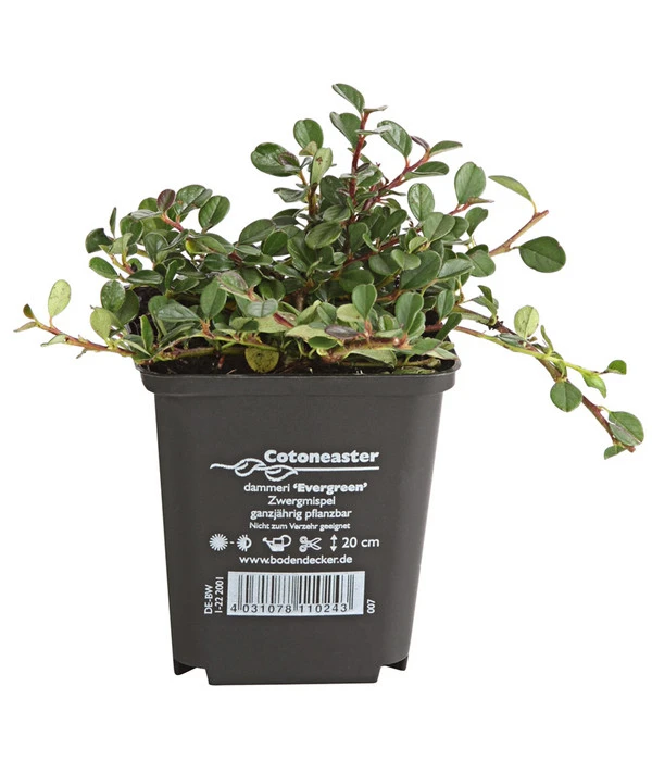 Zwergmispel 'Frieders Evergreen' 1 Zwergmispel 'Frieders Evergreen'