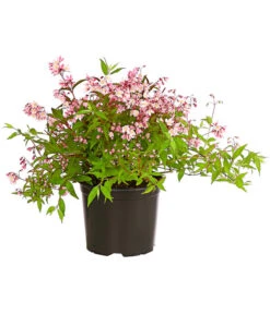 Rosa Maiblumenstrauch - Deutzie 'Yuki Cherry Blossom®' -Wurzel Herz Verkaufsgeschäft 7166119 WE FS 001 DeutzYukiCherryBlossomDeutzia3LDehnerExpressHerzig