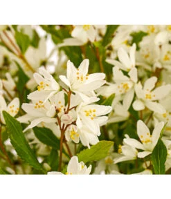 Maiblumenstrauch 'Yuki Snowflake®'