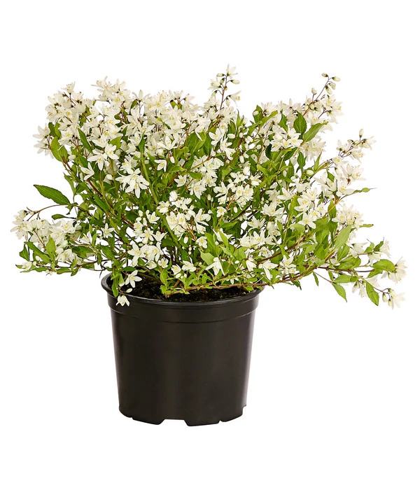 Maiblumenstrauch 'Yuki Snowflake®' 2 Maiblumenstrauch 'Yuki Snowflake®' – Bild 2