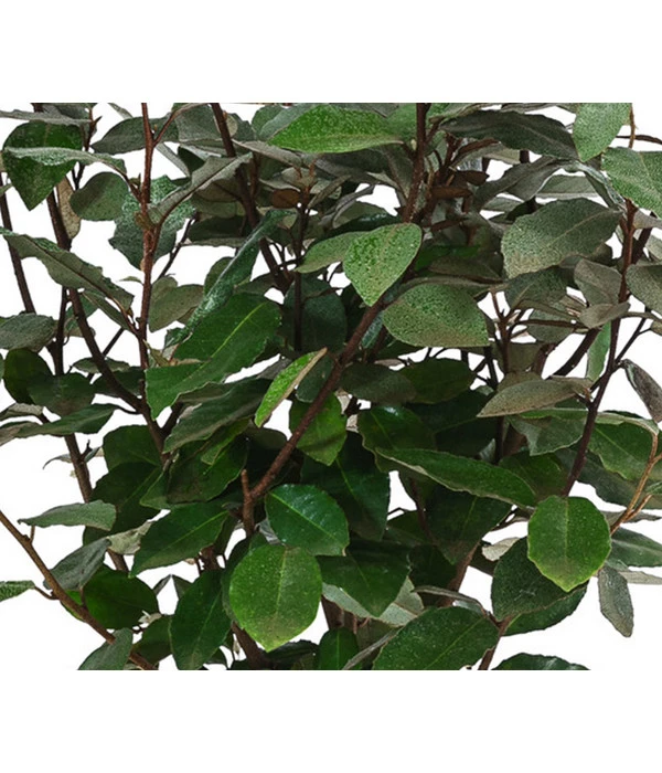 Wintergrüne Ölweide 'Compacta' 3 Wintergrüne Ölweide 'Compacta' – Bild 3