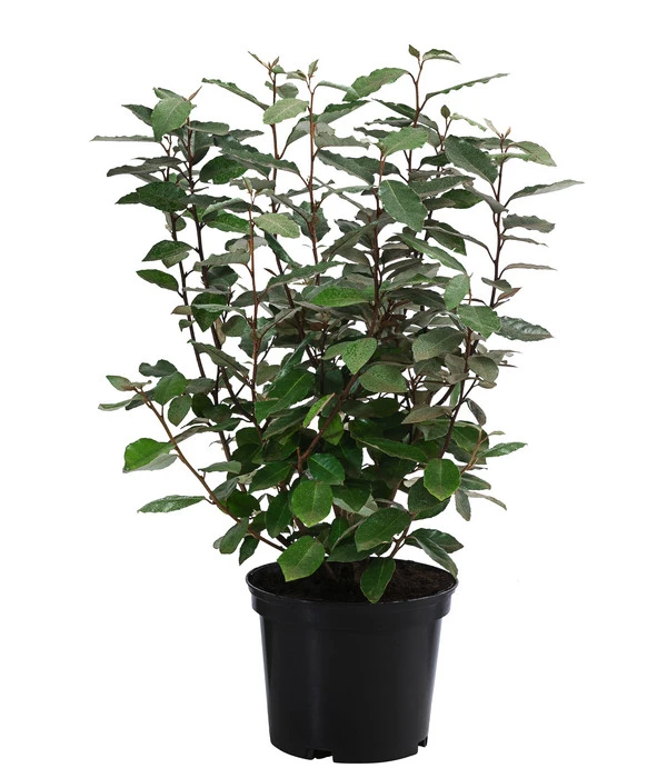 Wintergrüne Ölweide 'Compacta' 1 Wintergrüne Ölweide 'Compacta'