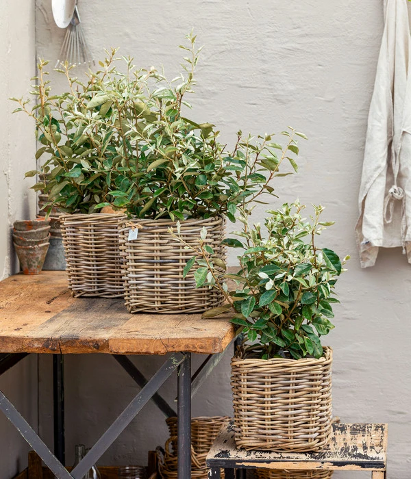 Wintergrüne Ölweide 'Compacta' 2 Wintergrüne Ölweide 'Compacta' – Bild 2