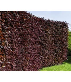 20 Meter Blutbuche ‘Purpurea‘, 100 X 100-125 Cm -Wurzel Herz Verkaufsgeschäft 7185523 WE MO 001 FagusSylvaticaPurpureaLuckner