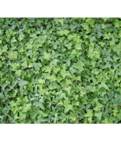 Efeu, Grün -Wurzel Herz Verkaufsgeschäft 7207871 BildD 001 GewoehnlicherEfeuHedHelix