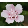 Hibiskus 'China Chiffon®' - Garten-Eibisch