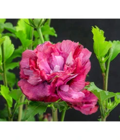 Hibiskus 'Maike' - Garten-Eibisch -Wurzel Herz Verkaufsgeschäft 7212210 WE DE 001 HibiscusSyriacusMaikeGarteneibisch