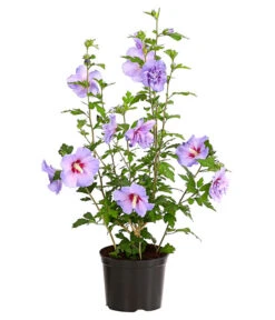 Hibiskus 'Blue Chiffon®' - Garten-Eibisch -Wurzel Herz Verkaufsgeschäft 7213606 WE FS 001 HibiscusSyriacusBlueChiffonRoseneibischHibiskus3LDehnerExpressHerzig