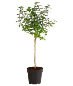 Hibiskus 'Duc De Brabant' - Garten-Eibisch -Wurzel Herz Verkaufsgeschäft 7218118 WE FS 001 HibiscusSyriacusDucDeBrabantStammHibiskus3LDehnerExpressHerzig